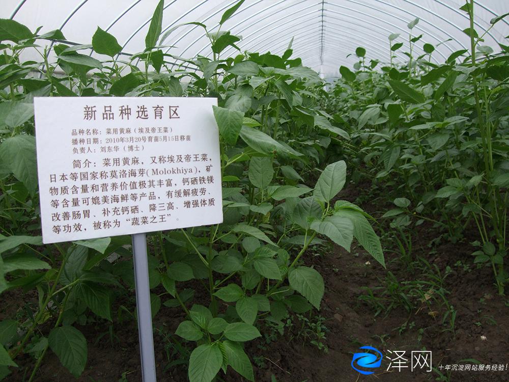 蘇州某農業園產品攝影外拍 商業攝影 太倉商業攝影 昆山商業攝影 常熟商業攝影 張家港商業攝影 蘇州商業攝影 第4張 蘇州某農業園產品攝影外拍 商業攝影 太倉商業攝影 昆山商業攝影 常熟商業攝影 張家港商業攝影 蘇州商業攝影 第4張