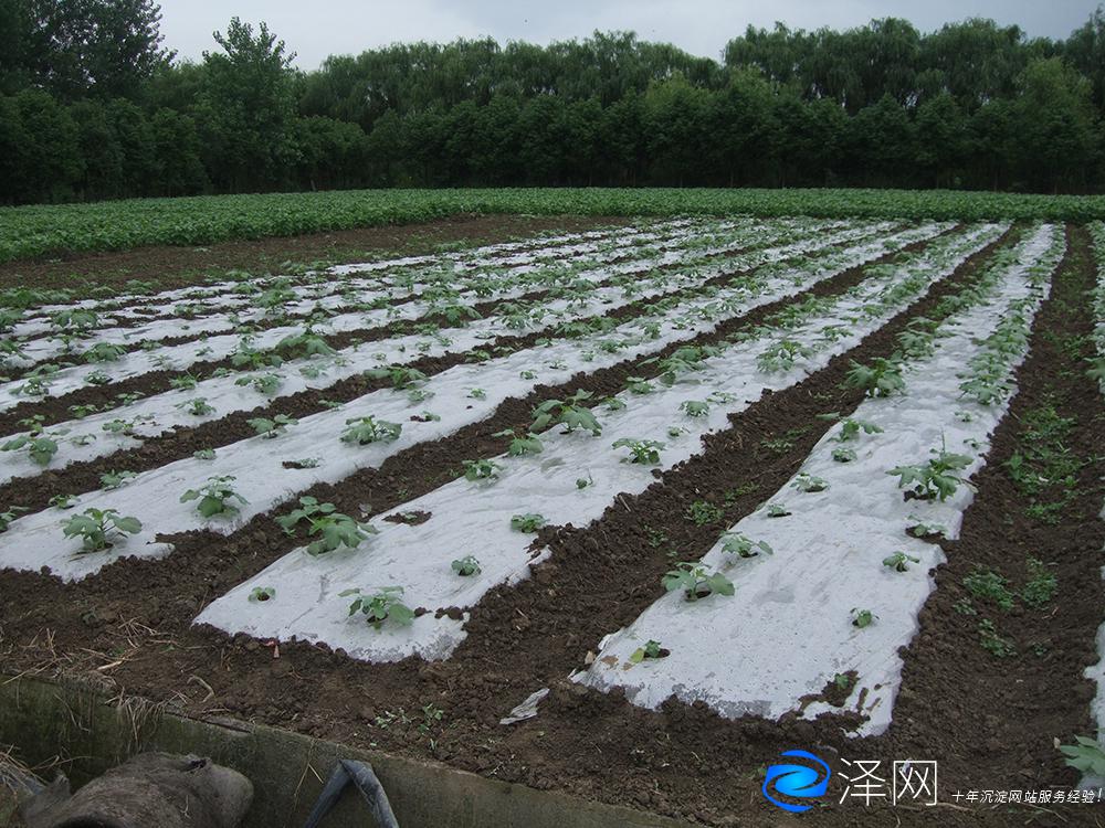 蘇州某農業園產品攝影外拍 商業攝影 太倉商業攝影 昆山商業攝影 常熟商業攝影 張家港商業攝影 蘇州商業攝影 第8張 蘇州某農業園產品攝影外拍 商業攝影 太倉商業攝影 昆山商業攝影 常熟商業攝影 張家港商業攝影 蘇州商業攝影 第8張